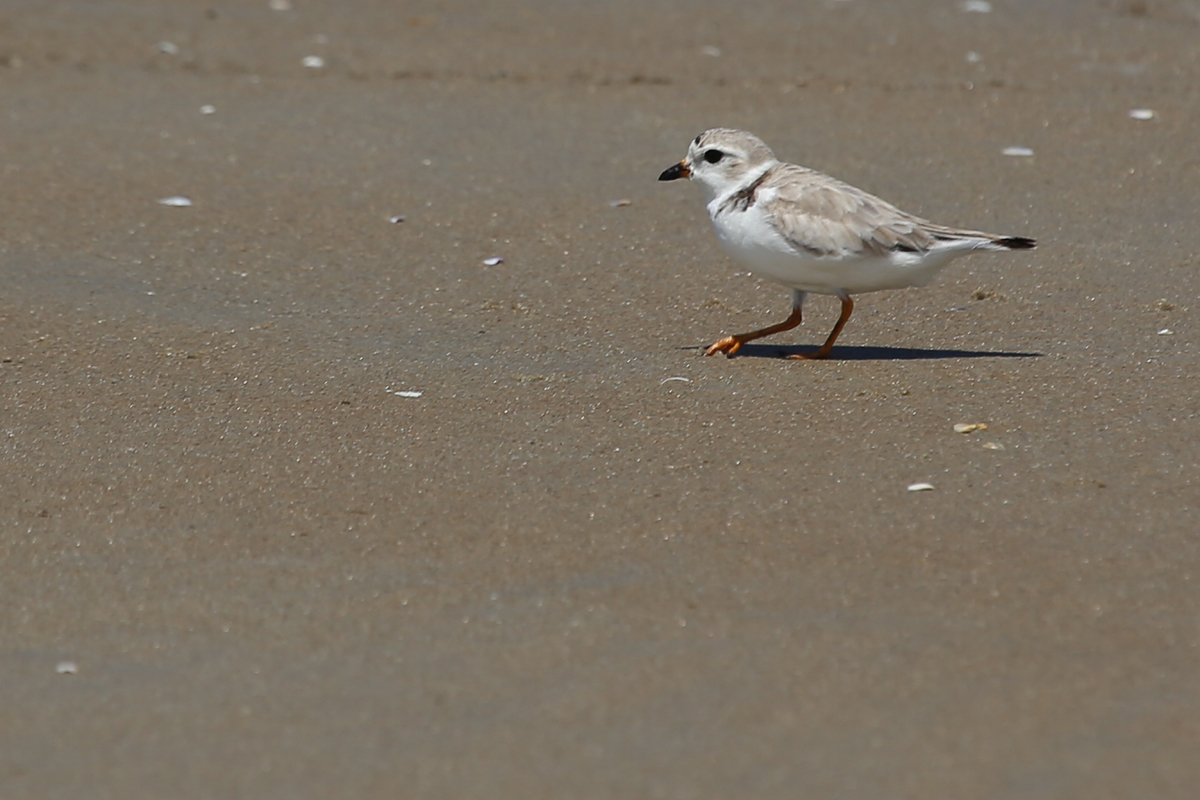 Piping Plover / 19 Aug / Back Bay NWR