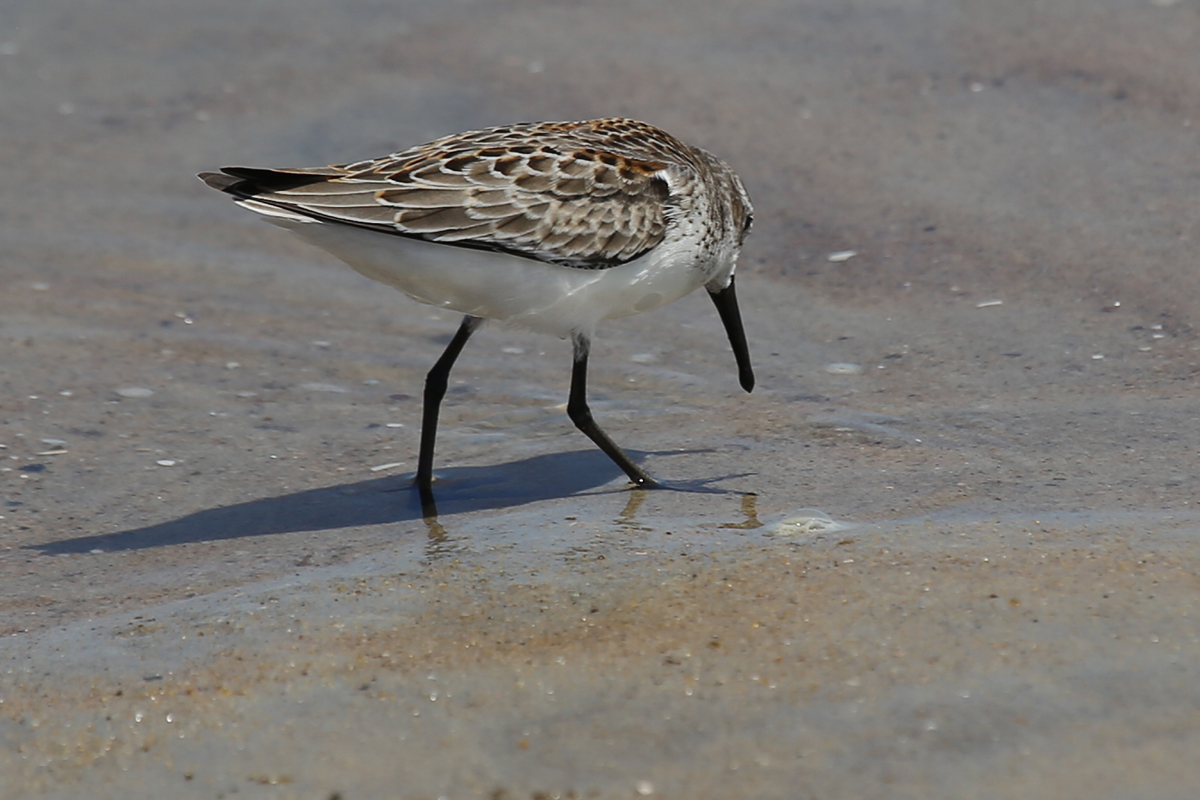 Western Sandpiper / 19 Aug / Back Bay NWR