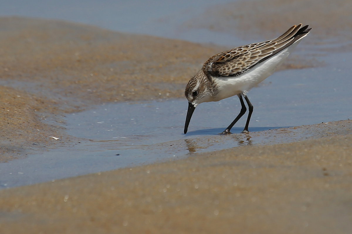 Western Sandpiper / 19 Aug / Back Bay NWR