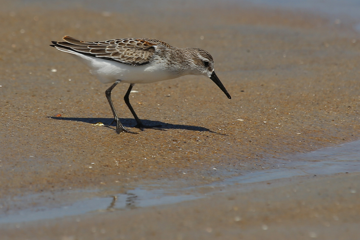 Western Sandpiper / 19 Aug / Back Bay NWR