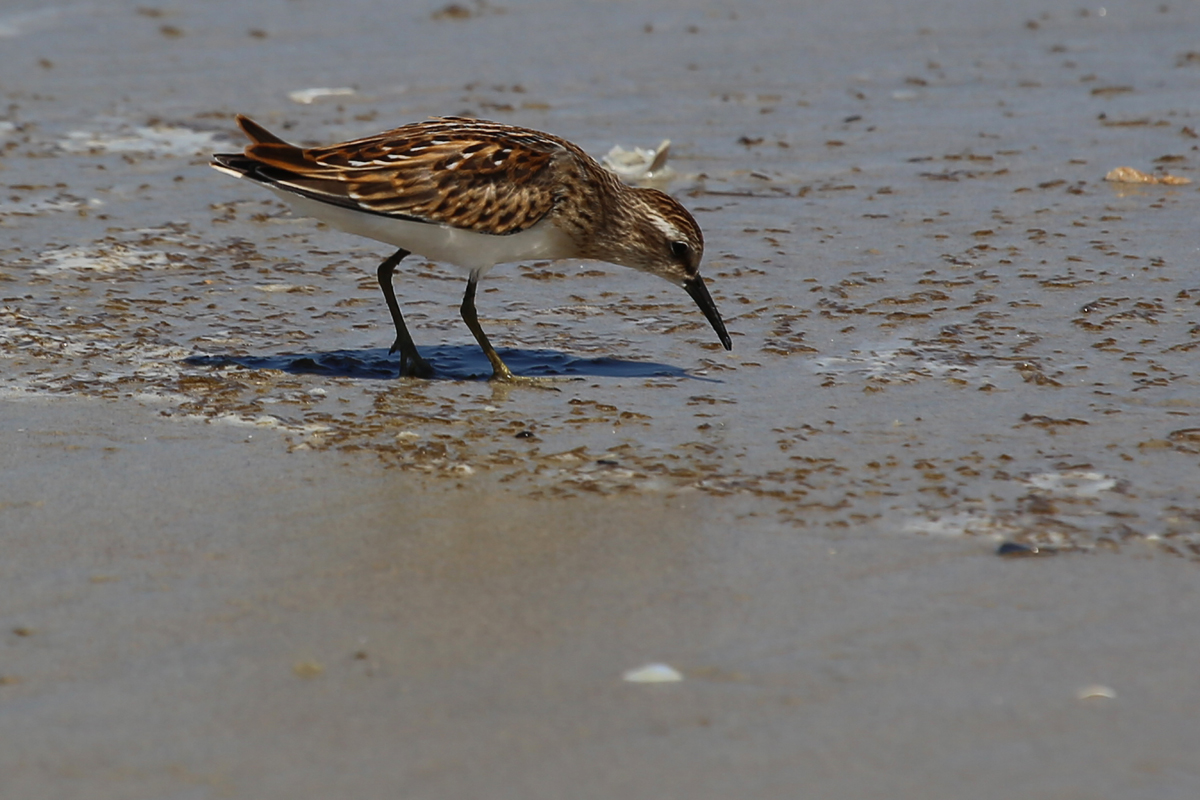 Least Sandpiper / 19 Aug / Back Bay NWR