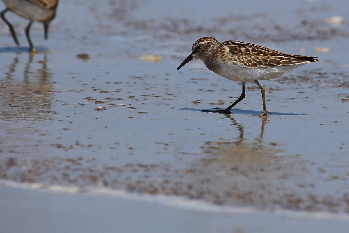 Least Sandpiper / 19 Aug / Back Bay NWR