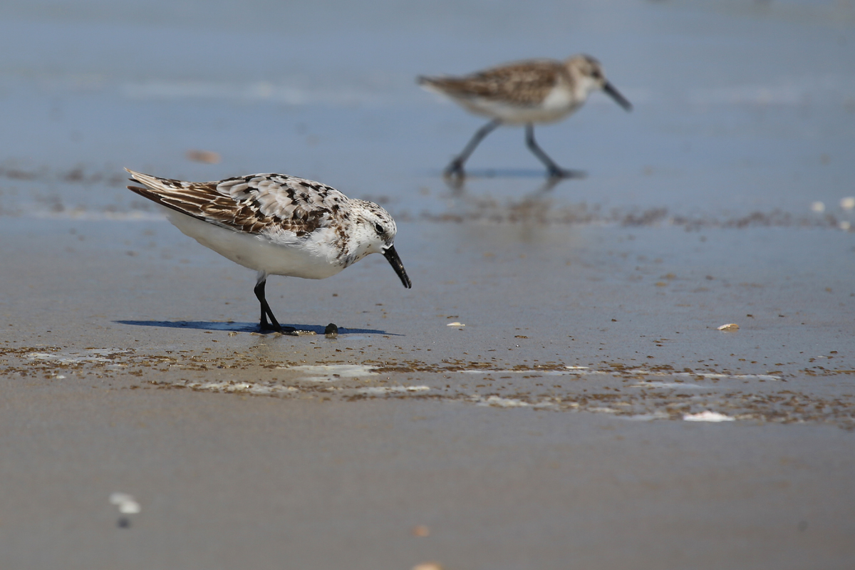 Sanderling & Western Sandpiper / 19 Aug / Back Bay NWR