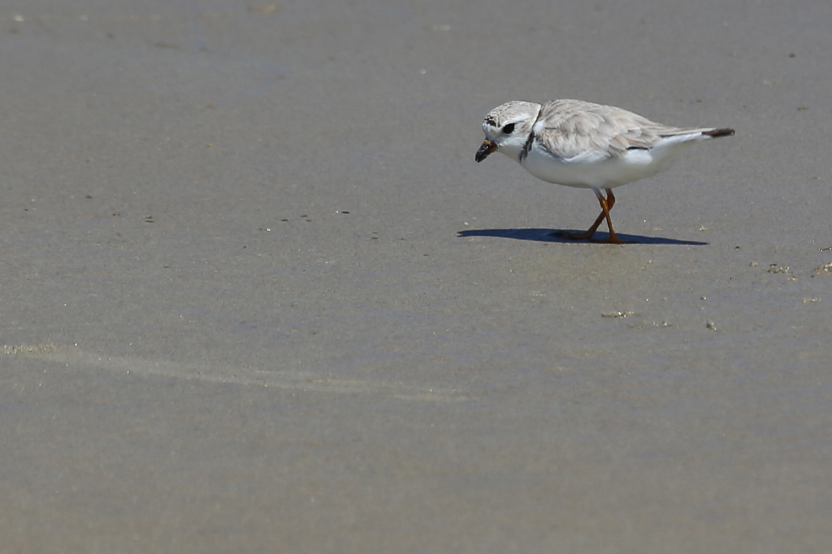 Piping Plover / 19 Aug / Back Bay NWR