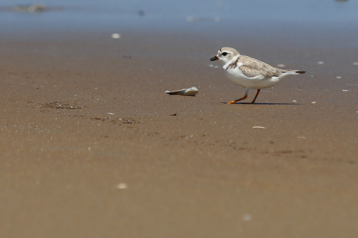 Piping Plover / 19 Aug / Back Bay NWR