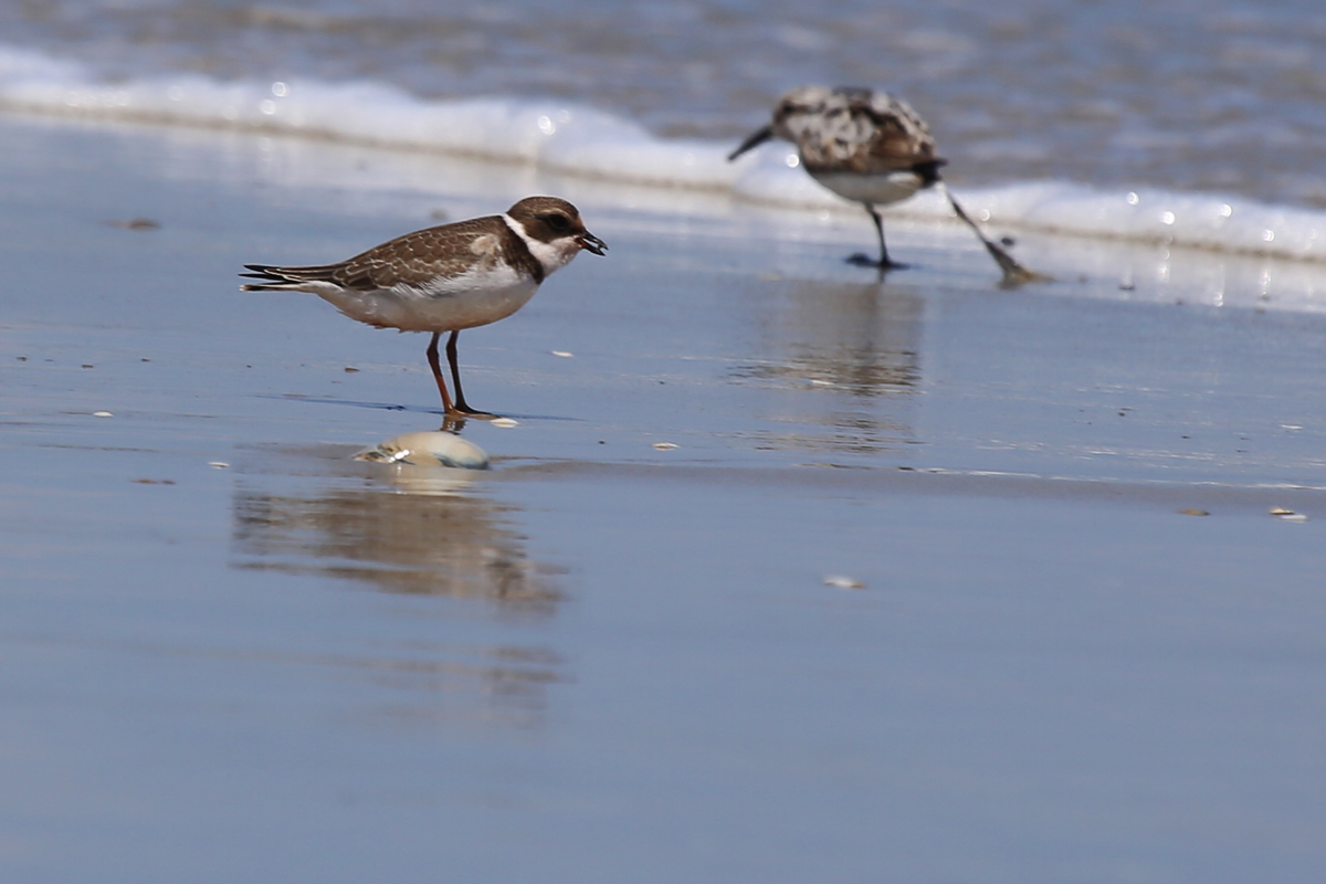 Semipalmated Plover & Sanderling / 19 Aug / Back Bay NWR