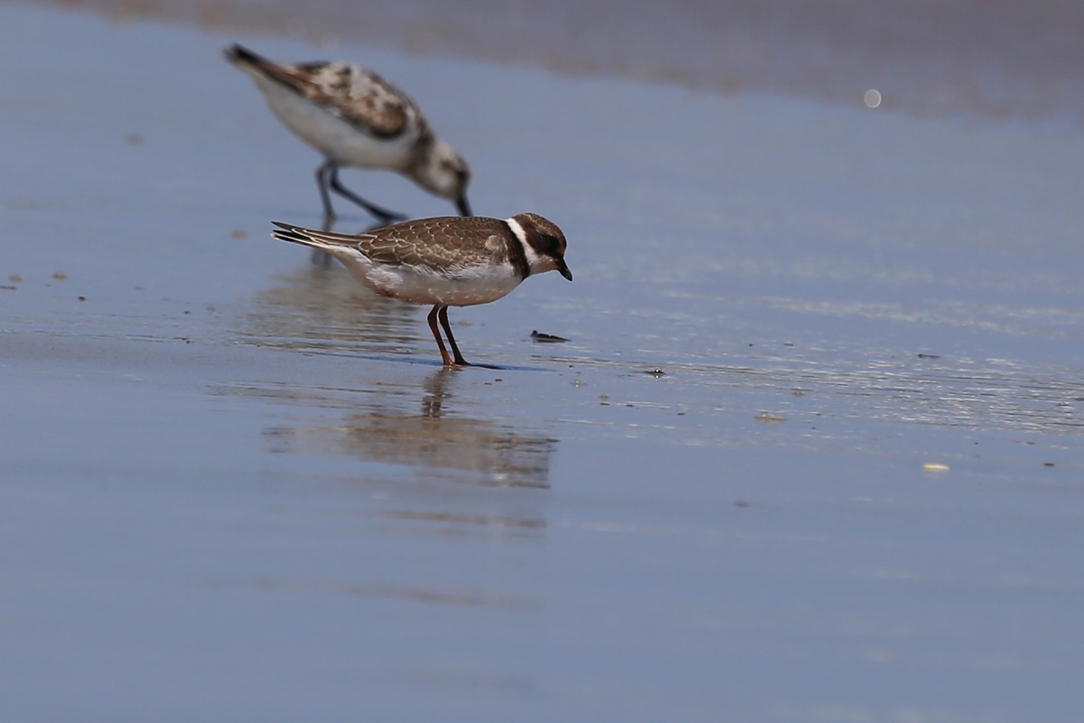Semipalmated Plover & Sanderling / 19 Aug / Back Bay NWR