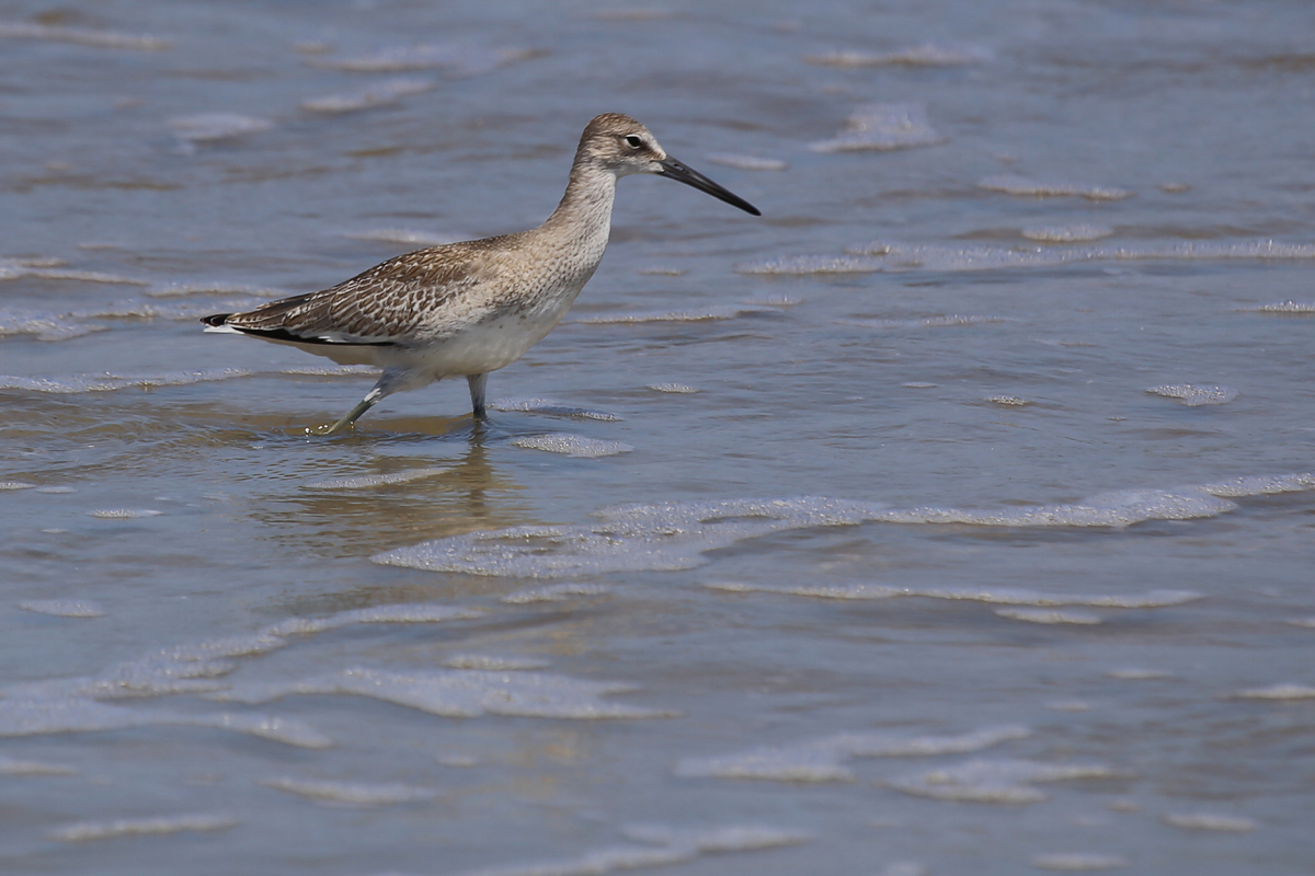 Willet / 19 Aug / Back Bay NWR