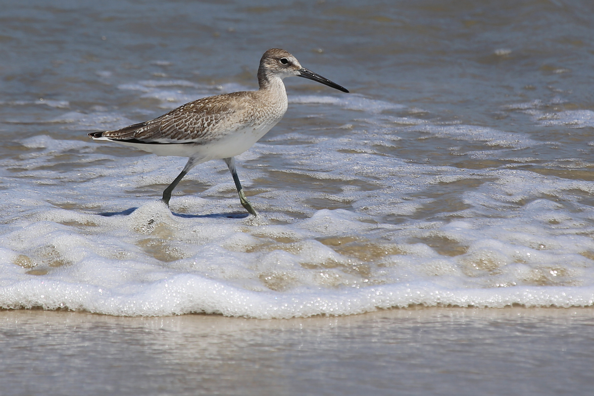 Willet / 19 Aug / Back Bay NWR