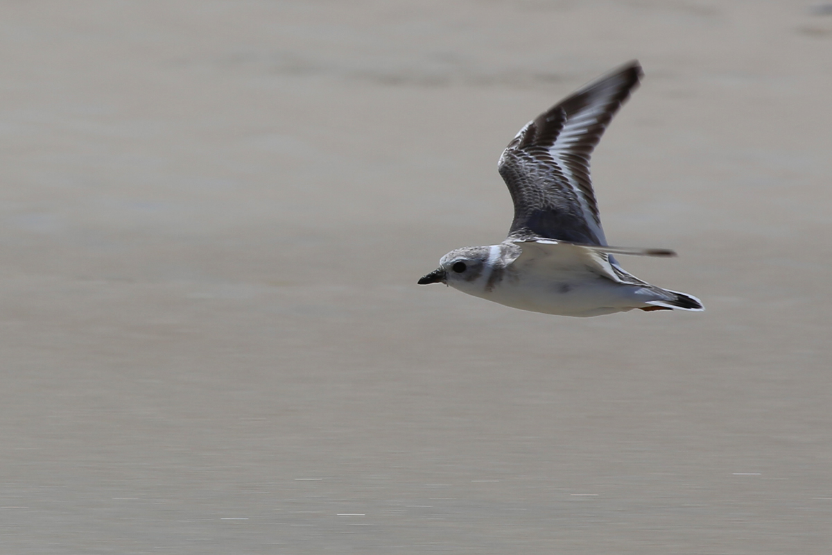 Piping Plover / 19 Aug / Back Bay NWR