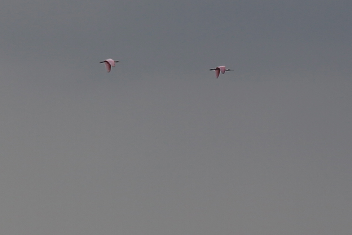 Roseate Spoonbills / 25 Aug / Pleasure House Point NA