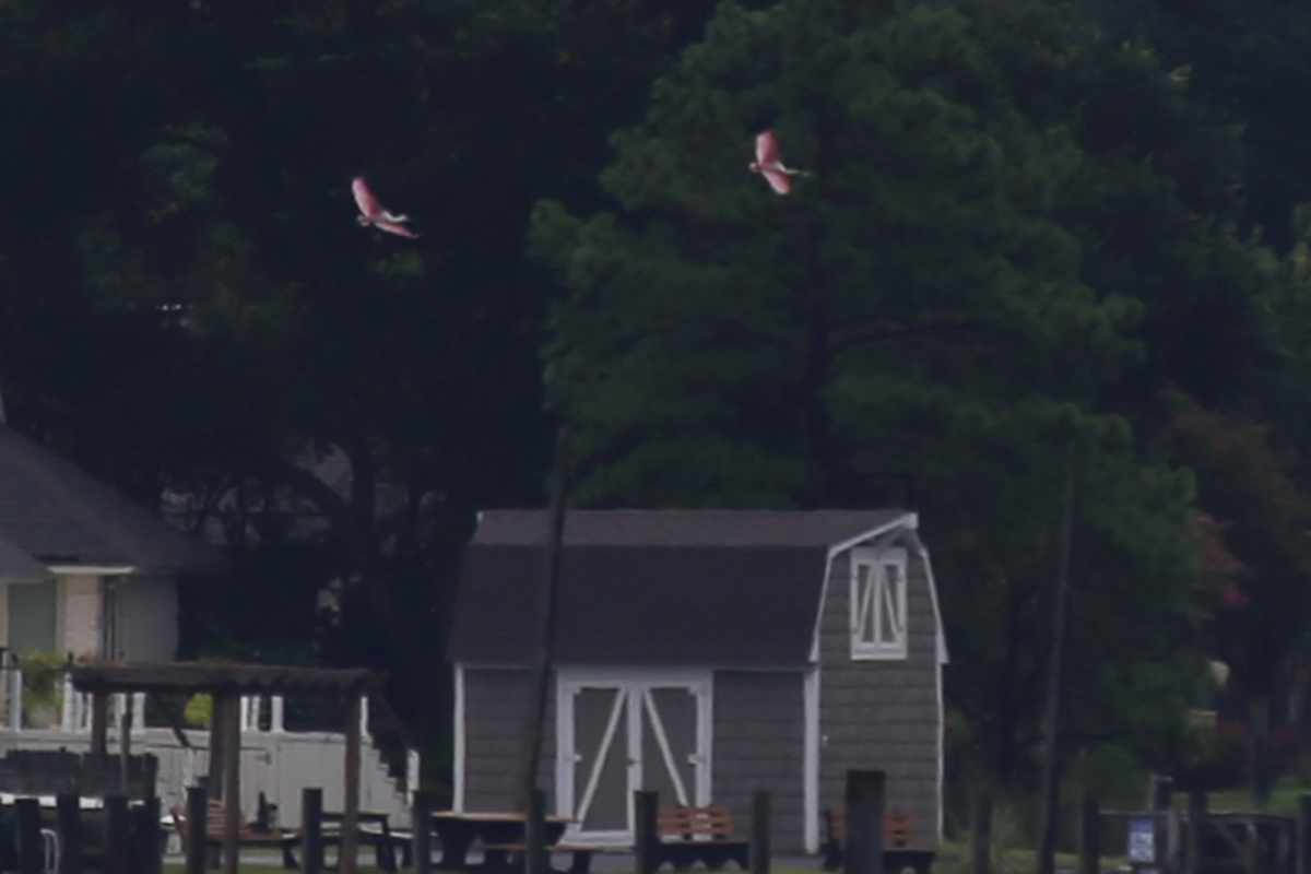 Roseate Spoonbills / 25 Aug / Pleasure House Point NA