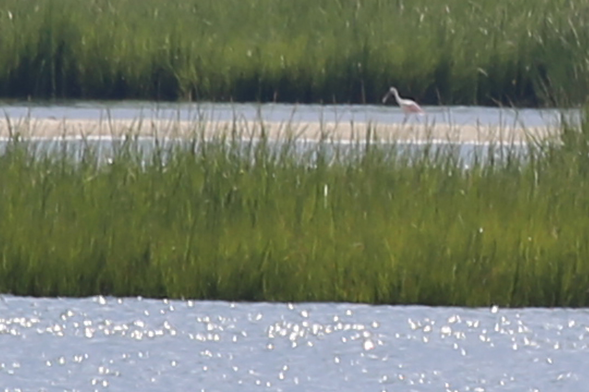 Roseate Spoonbill / 25 Aug / Pleasure House Point NA