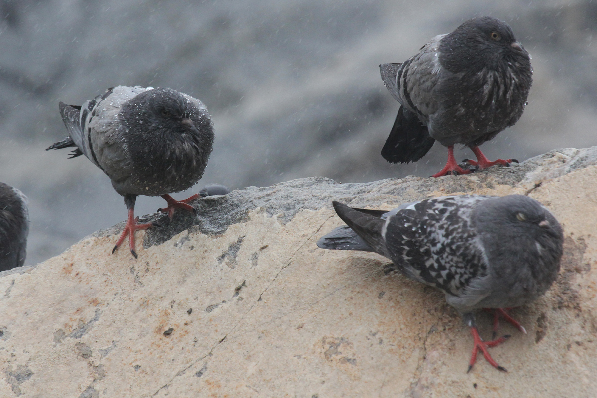 Rock Pigeons / 29 Aug / South Thimble Island