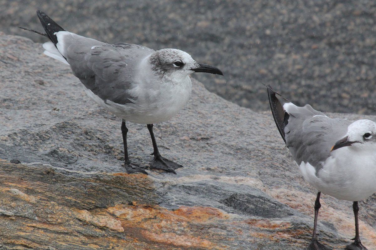 Laughing Gulls / 29 Aug / South Thimble Island