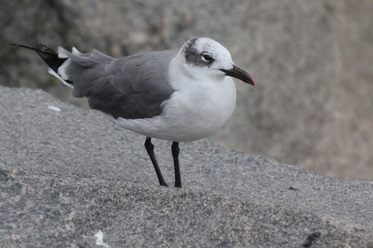 Laughing Gull / 29 Aug / South Thimble Island