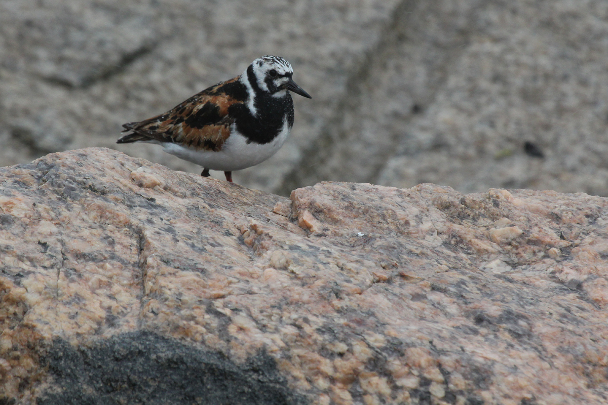 Ruddy Turnstone / 29 Aug / South Thimble Island