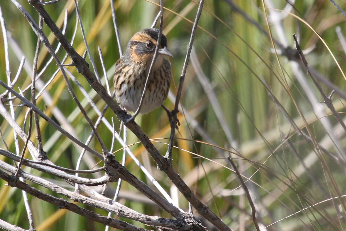 Saltmarsh Sparrow / 1 Oct / Pleasure House Point NA