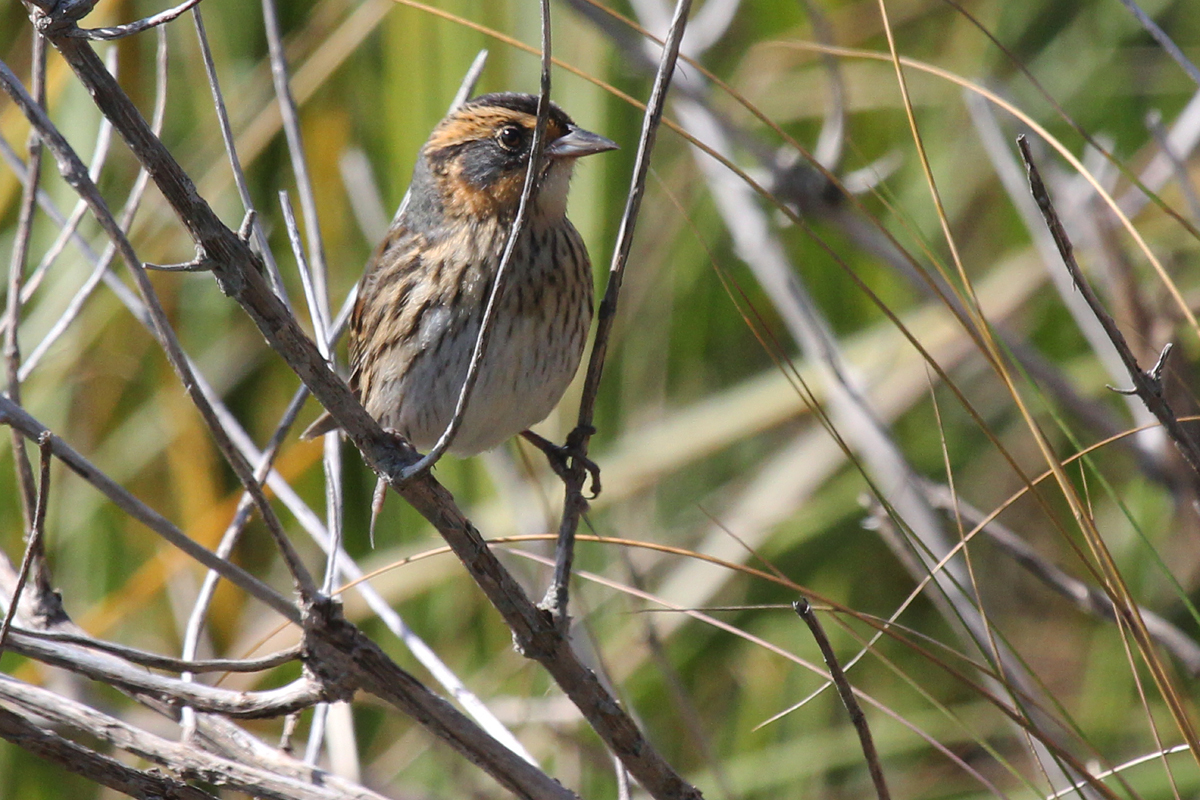 Saltmarsh Sparrow / 1 Oct / Pleasure House Point NA