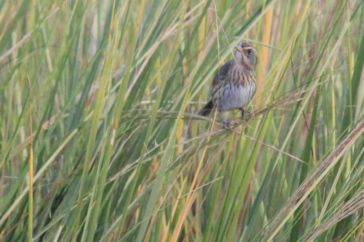 Saltmarsh Sparrow / 3 Oct / Pleasure House Point NA