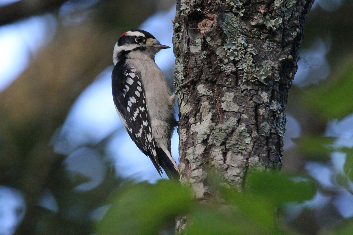 Downy Woodpecker / 3 Oct / Pleasure House Point NA