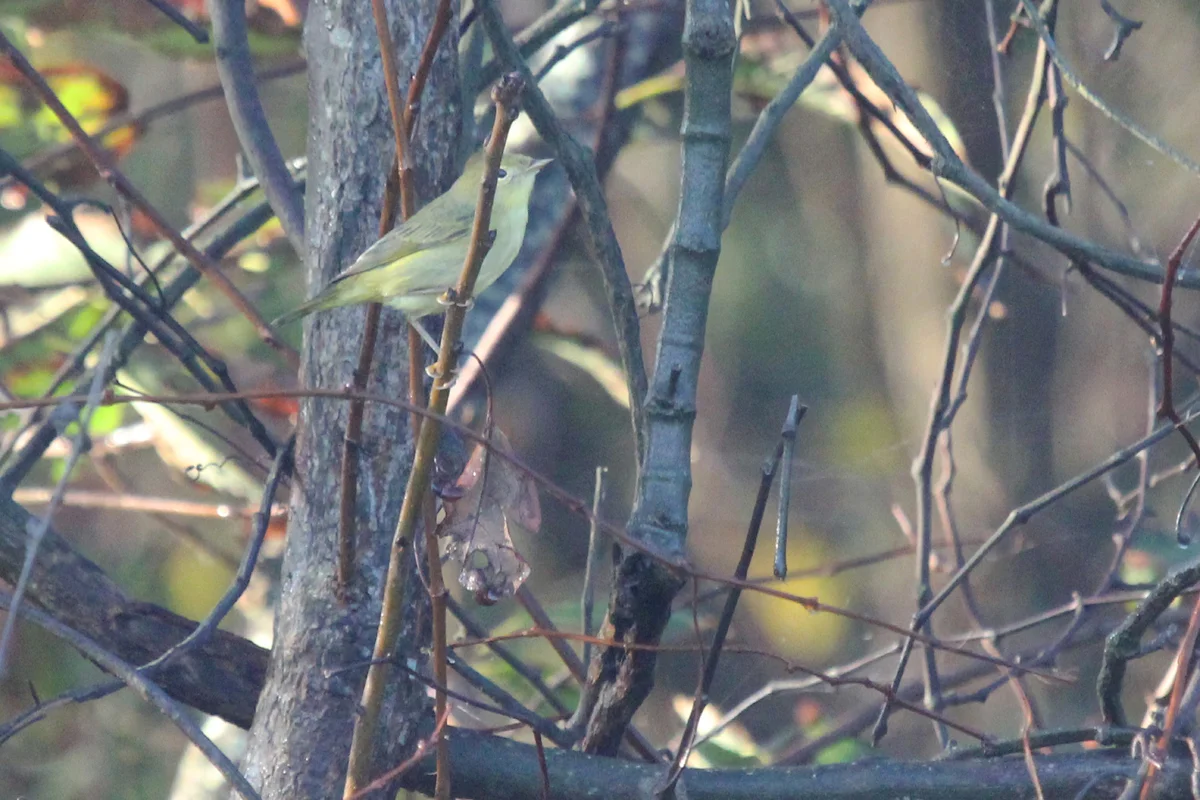 Yellow Warbler / 7 Oct / Back Bay NWR