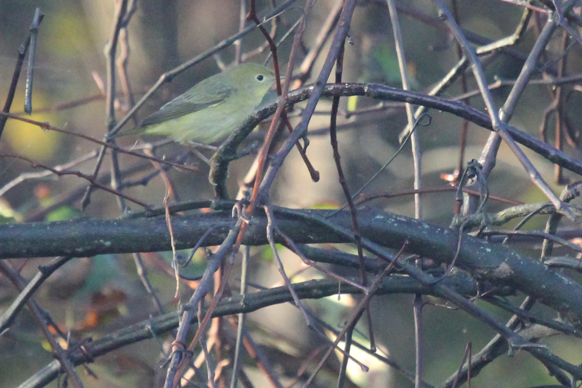 Yellow Warbler / 7 Oct / Back Bay NWR