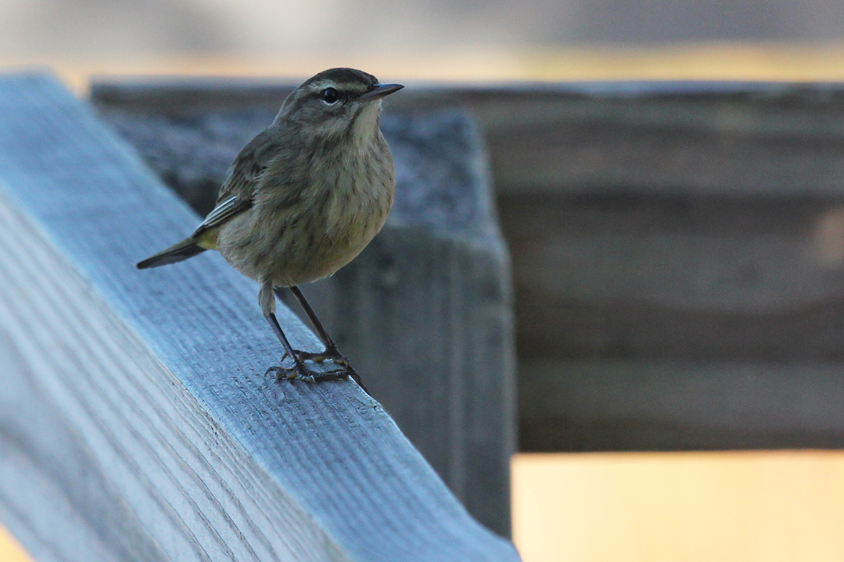 Palm Warbler (Western) / 7 Oct / Back Bay NWR