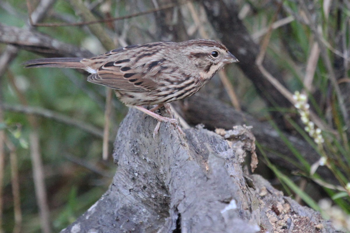 Song Sparrow / 7 Oct / Back Bay NWR