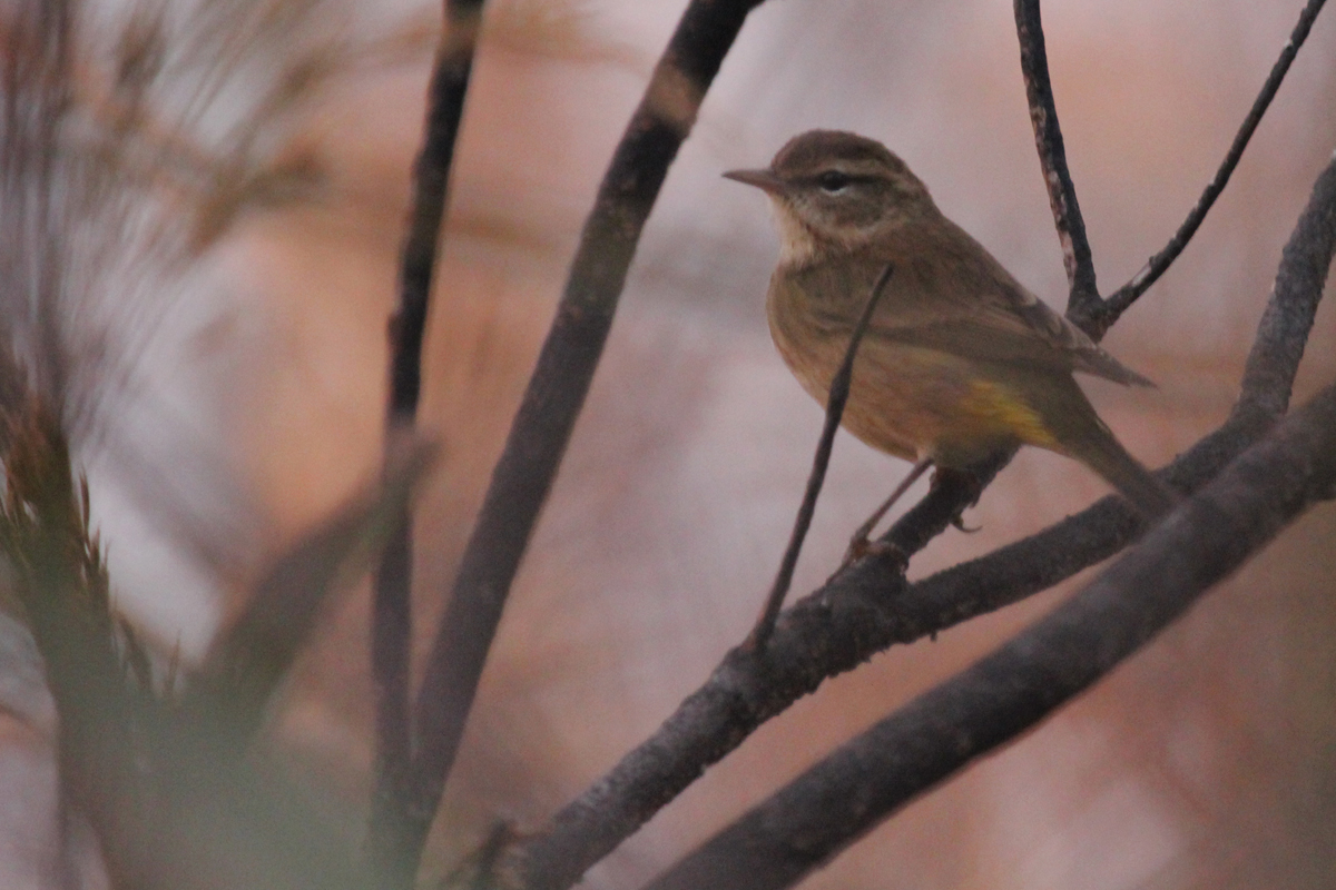 Palm Warbler (Western) / 8 Oct / Back Bay NWR