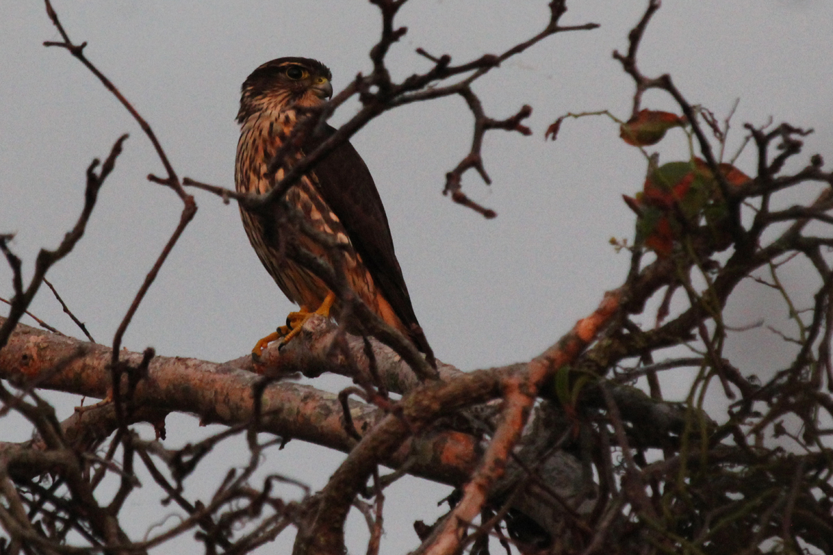 Merlin / 8 Oct / Back Bay NWR