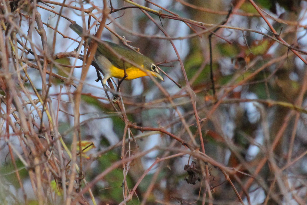 Yellow-breasted Chat / 8 Oct / Back Bay NWR