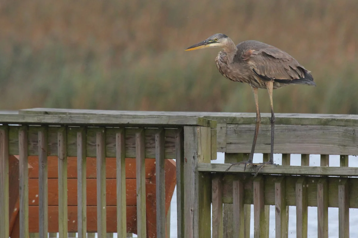 Great Blue Heron / 8 Oct / Back Bay NWR