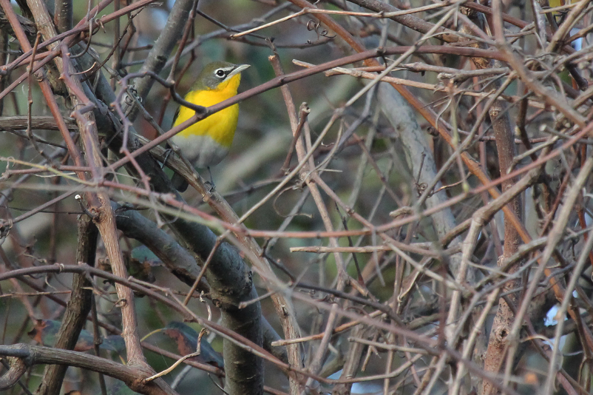 Yellow-breasted Chat / 8 Oct / Back Bay NWR