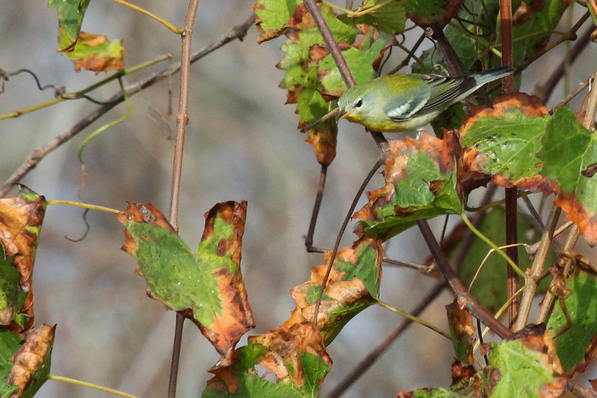 Northern Parula / 8 Oct / Back Bay NWR