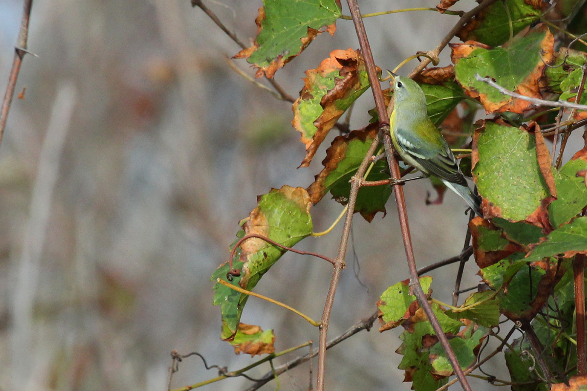 Northern Parula / 8 Oct / Back Bay NWR