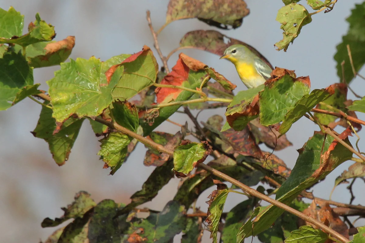 Northern Parula / 8 Oct / Back Bay NWR