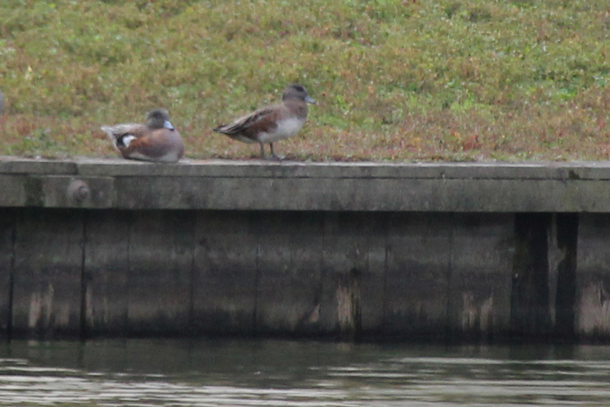 American Wigeons / 8 Oct / Back Bay NWR