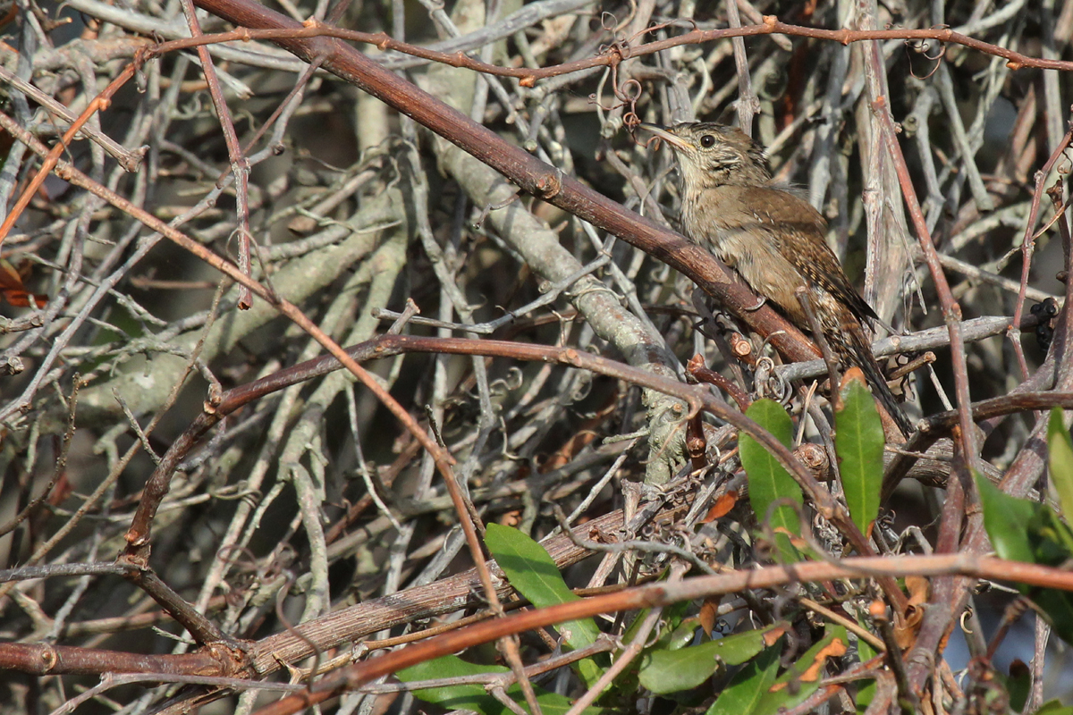 House Wren / 8 Oct / Back Bay NWR