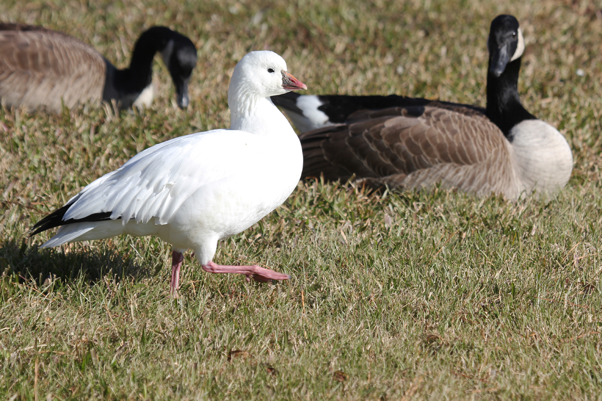 Ross's Goose & Canada Geese / 26 Nov / Kempsville Lake