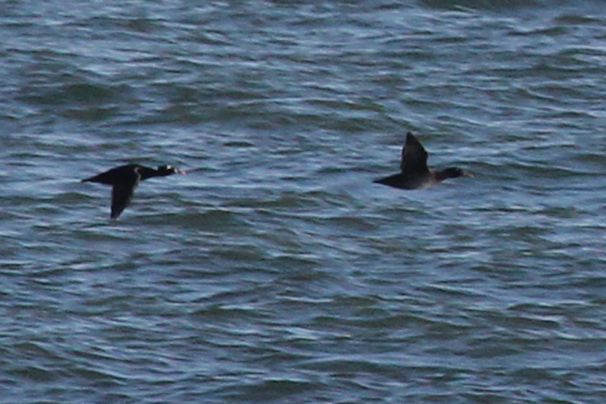 Surf Scoter & King Eider / 2 Dec / Back Bay NWR