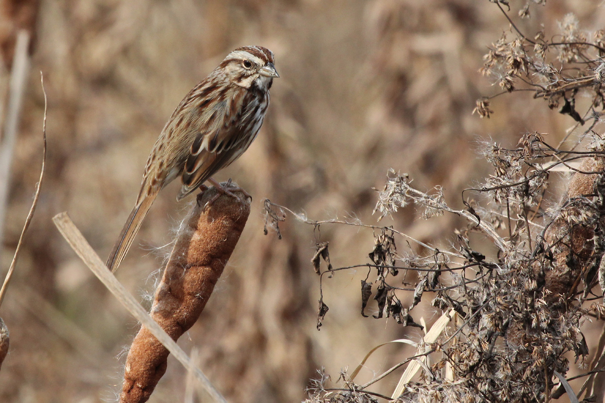 Song Sparrow / 2 Dec / Big Sky Farms (Private)