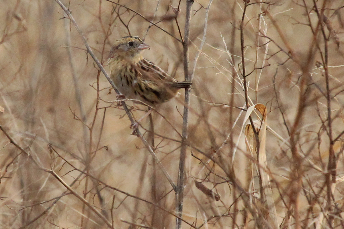 LeConte's Sparrow / 3 Dec / Princess Anne WMA Beasley Tract