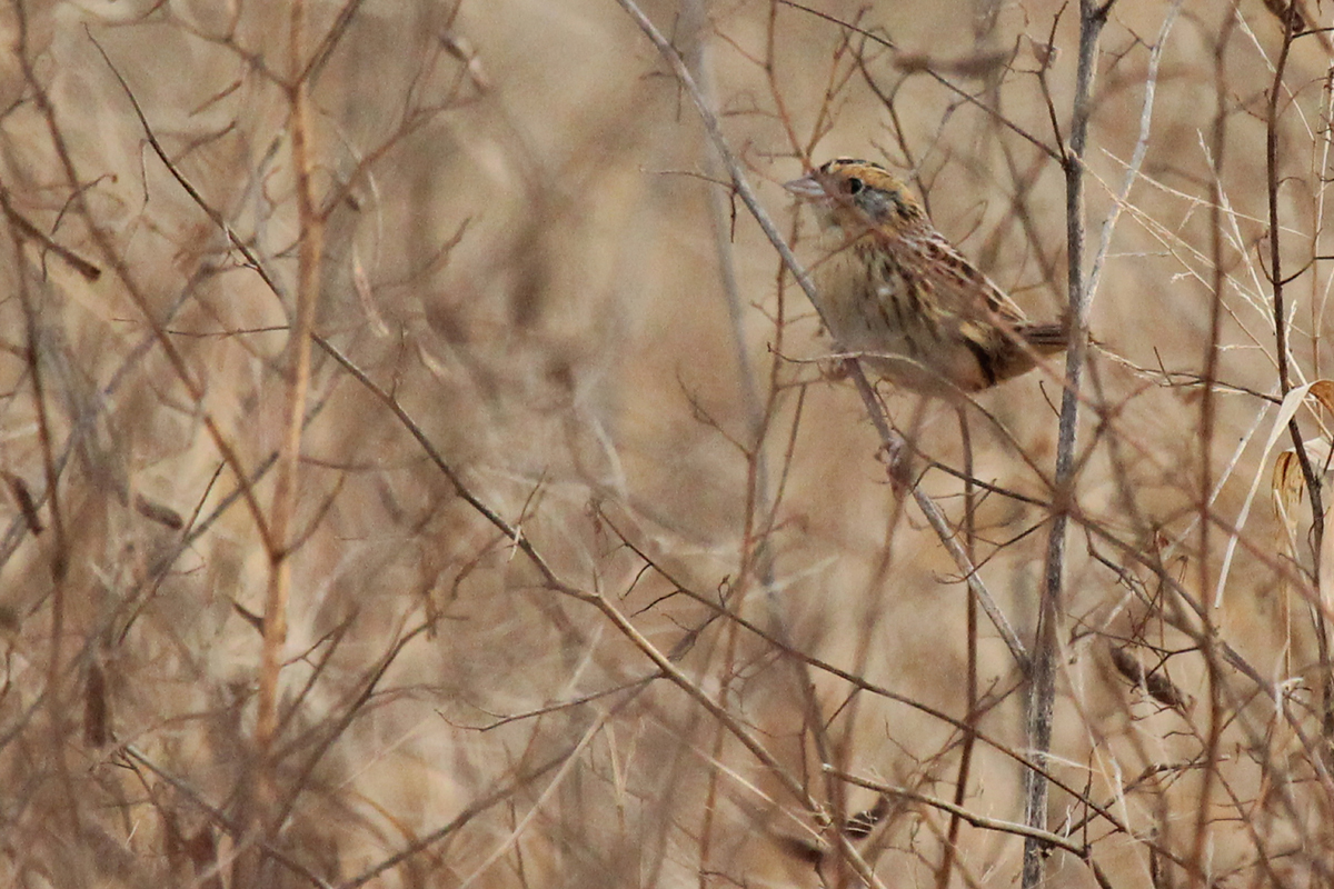 LeConte's Sparrow / 3 Dec / Princess Anne WMA Beasley Tract