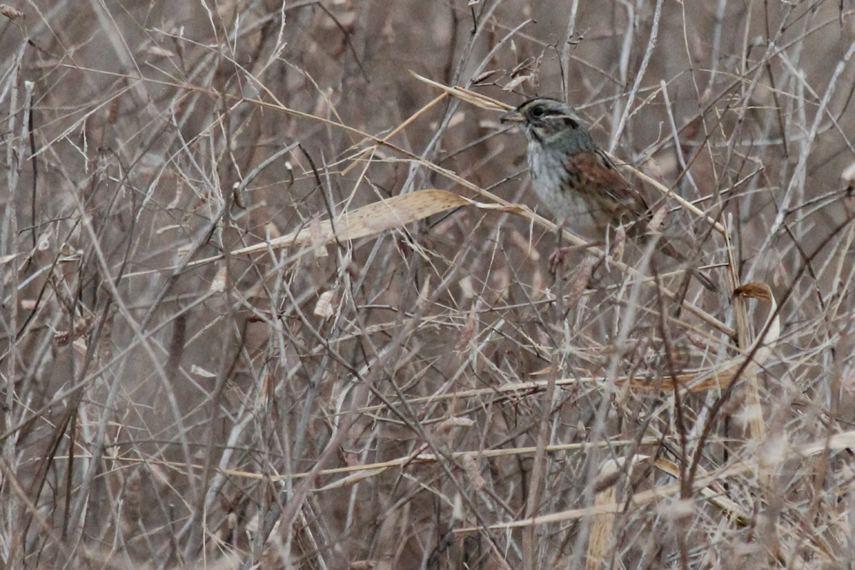 Swamp Sparrow / 3 Dec / Princess Anne WMA Beasley Tract