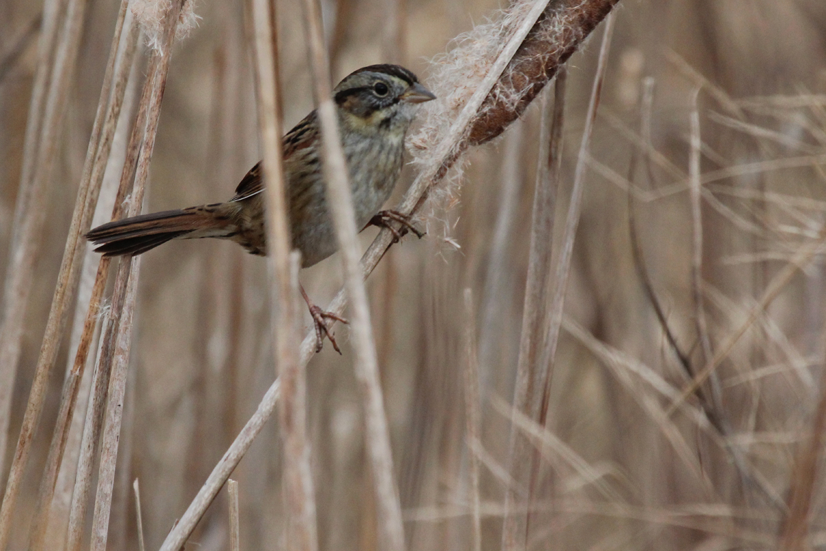 Swamp Sparrow / 3 Dec / Princess Anne WMA Beasley Tract