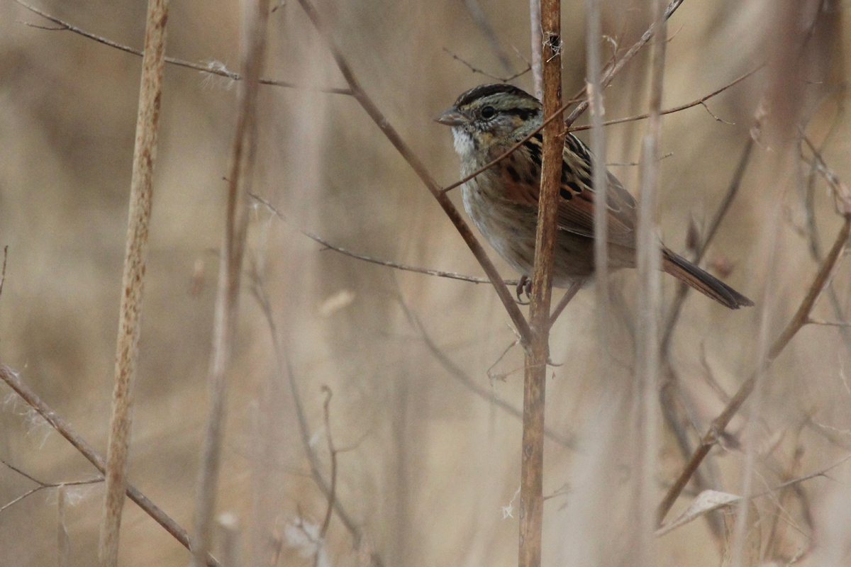 Swamp Sparrow / 3 Dec / Princess Anne WMA Beasley Tract