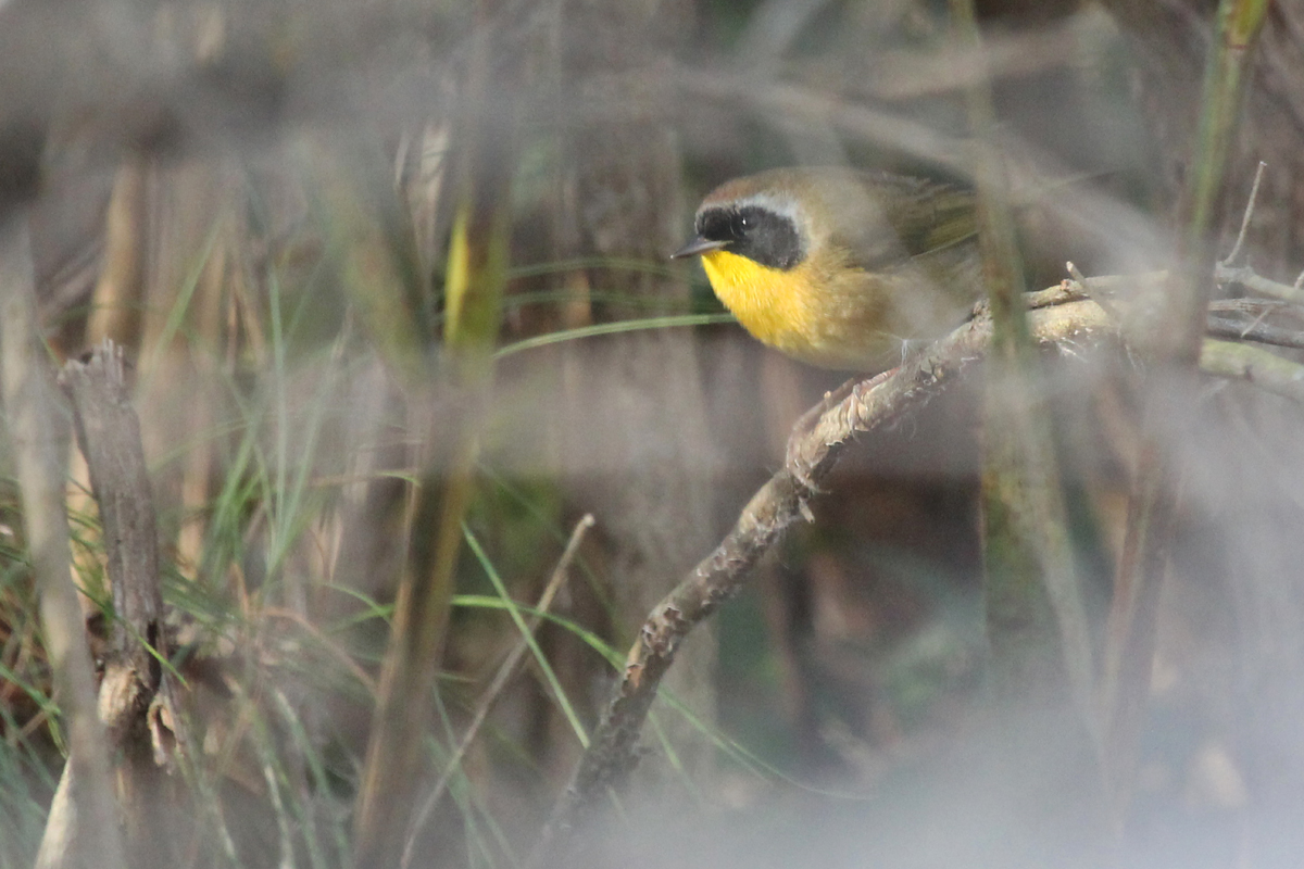 Common Yellowthroat / 3 Dec / Princess Anne WMA Beasley Tract