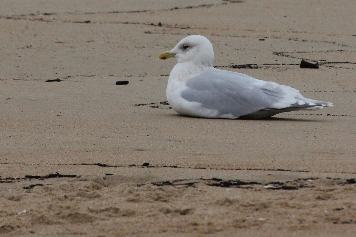 Iceland Gull (Kumlien's) / 20 Dec / 39th Street Beach