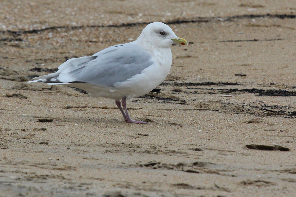 Iceland Gull (Kumlien's) / 20 Dec / 39th Street Beach